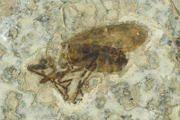 Fossil March Fly (Plecia) - Green River Formation #135895